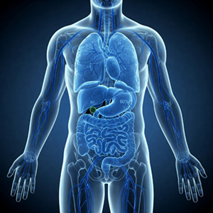 Illustrazione del corpo umano composto principalmente da acqua